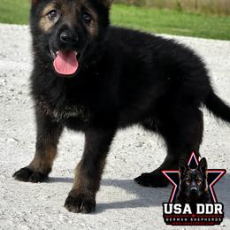 Pink Girl - Venus - Sable female German Shepherd puppy in Purdon, Texas from USA DDR German Shepherds