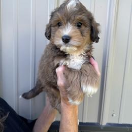 Brown - Chocolate merle male Bernedoodle puppy in Petersburg, Michigan from Brittany’s Mini Bernedoodles