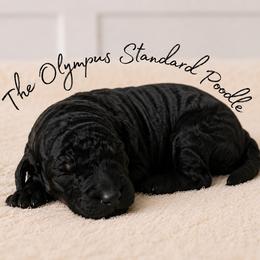 Edmund - Phantom male Poodle puppy in Spring Hills, Florida from The Olympus Standard Poodle