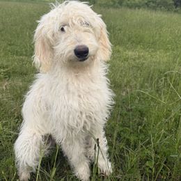 Will - Cream male Goldendoodle puppy in Maple Falls, Washington from Cynthia’s Goldendoodles