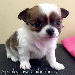 Chihuahua Puppies from Spunkypaws Chihuahuas