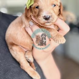 Girl 1 - female Goldendoodle puppy in Marion, Ohio from Doodles & Doxies