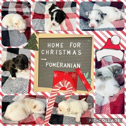 Pomeranian and Pomsky Puppies from Southern Poms of Texas