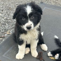 Chief - Black and white male Border Collie puppy in Jonesboro, Arkansas from Hampton Border Collies