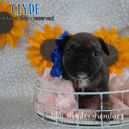Clyde - Fawn and white male French Bulldog puppy in Loxahatchee, Florida from Blue Wonder Frenchies