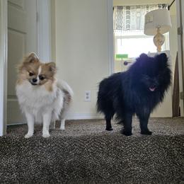 Pomeranian Puppies from Mary's Pomeranians