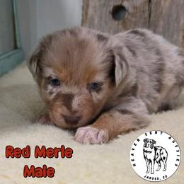 Elote - Red merle male Miniature Australian Shepherd puppy in Jaroso, Colorado from Heaven Sent Aussies