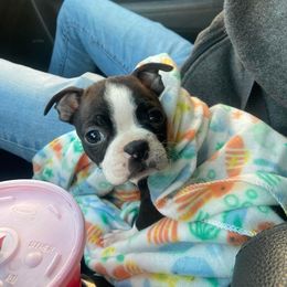 Boston Terrier Puppies from The Terriers Place