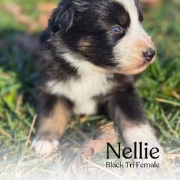 Nellie - Black tri-color female Australian Shepherd puppy in Columbia, Kentucky from Caywood Aussies