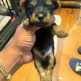 Buddy - Black and tan male Silky Terrier puppy in City Of Orange, New Jersey from Fur-Ever Friends