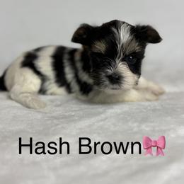 Hash Brown - Black tan and white female Biewer Terrier puppy in Cartersville, Georgia from Alpha Tiny Paws