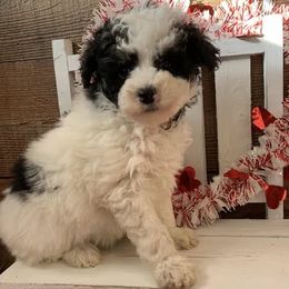 Poodle puppies from Golden B Acres
