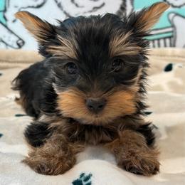 Luka - Black and tan male Yorkshire Terrier puppy in Hot Springs, Arkansas from Blissful_Yorkies