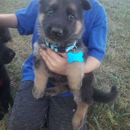 Fenrir. (Blue) - Black and red German Shepherd puppy in Mccool Junction, Nebraska from Sininger Lagoon