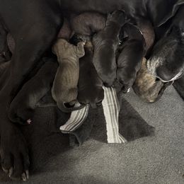 Boy 1 - Blue and white male Great Dane puppy in Indianola, Iowa from Bull West Kennels