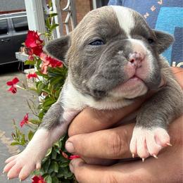 Naveen - Lilac tri-color male Bulldog puppy in Harvard, Illinois from Bramble & Brute Canines