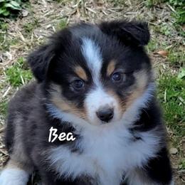 Bea - Black tri female Miniature Australian Shepherd puppy in Waxhaw, North Carolina from Cane Creek Aussies