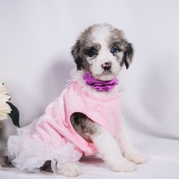 Bordoodle Puppies from 2J 2K Bordoodles LLC