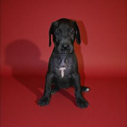 Emma - Black female Great Dane puppy in Walker, Louisiana from La Rebel Danes