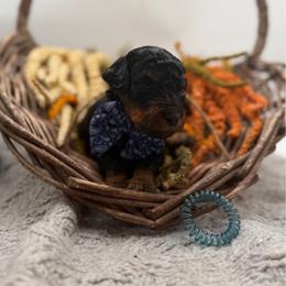 Almond - Phantom male Bernedoodle puppy in Ocala, Florida from Bernedoodles of Florida