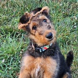 Airedale Terriers from Klondike Airedales