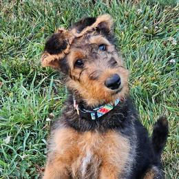 Airedale Terriers from Klondike Airedales