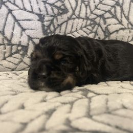 Cocker Spaniel Puppies from Hershey Sugar Rd Cockers
