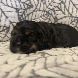 Cocker Spaniel Puppies from Hershey Sugar Rd Cockers