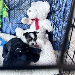 Biewer Terrier Puppies from Rebecca Urban