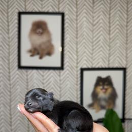 Beans - Black male Pomeranian puppy in Newport News, Virginia from Nel’s Pomeranians
