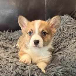 EKM-2 - Red male Pembroke Welsh Corgi puppy in Stockton, Iowa from Infinity Corgis