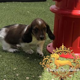 Dachshund Puppies from Queen Bee Doxies