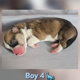 Boy 4 - White and red male Pembroke Welsh Corgi puppy in Tomball, Texas from Larsen Loved Corgis