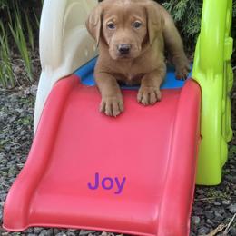 Joy - Yellow female Labrador Retriever puppy in Tigard, Oregon from Morrison Labrador Retreivers