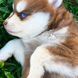 Pomsky Puppies from Pathfinder Pomskies