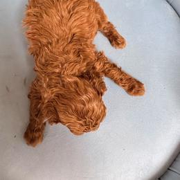 Charlie - Red  male Poodle puppy in Plano, Texas from Dogs lovers
