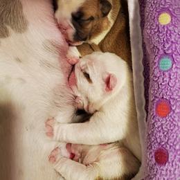 Bulldog Puppies from Chris Hermiller