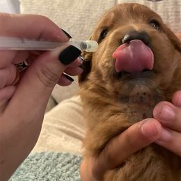 Goldendoodle Puppies from Teddy Grace Doodles