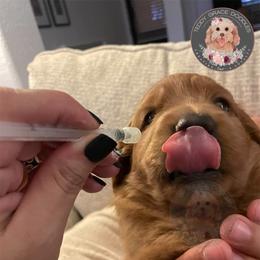 Goldendoodle Puppies from Teddy Grace Doodles