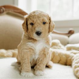 Carol - Apricot female Goldendoodle puppy in Hiddenite, North Carolina from Rose and Reid Doodles