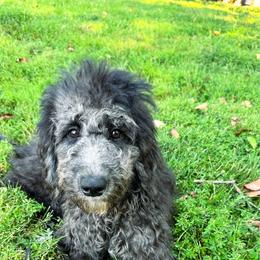 Turquoise - Black and white female Aussiedoodle puppy in Corydon, Indiana from Ridgeline Doodles