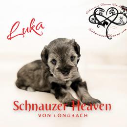 Luka AKC - Salt and pepper male Miniature Schnauzer puppy in Pelzer, South Carolina from Schnauzer Heaven Von Longbach