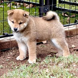 Ashoka - Red female Shiba Inu puppy in Milton, Florida from Moonlight Shibas