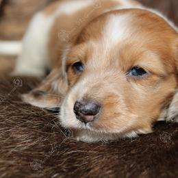 Liam - Red male Dachshund puppy in Canton, Ohio from Rissas CrAz Critters