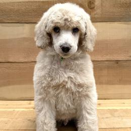 Puffball - Cream male Poodle puppy in Arroyo Grande, California from Ever So Clever Poodles
