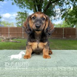 Polly - Red female Dachshund puppy in Royse City, Texas from Truehearted Miniature Dachshunds