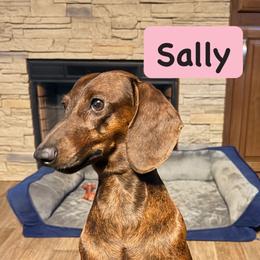 Sally - Dachshund