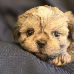 Boy 2 - Brindle and white male Shih Tzu puppy in Peoria, Arizona from Jodi’s Shihtzus