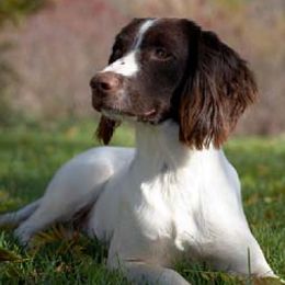 English Springer Spaniels from PrairieRose Gundogs