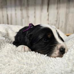 Emirates - Tri-color female Bernedoodle puppy in Flat Rock, North Carolina from Sukisdoodles